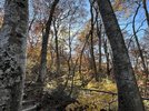大山２合目付近