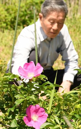 濃い紅色の花を咲かせるハマナス＝大田市静間町