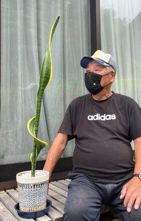 らせんを描くように葉を伸ばしたサンセベリア＝浜田市熱田町