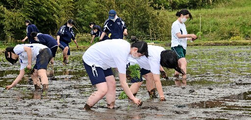 ブランド米の苗を植える生徒＝雲南市吉田町民谷