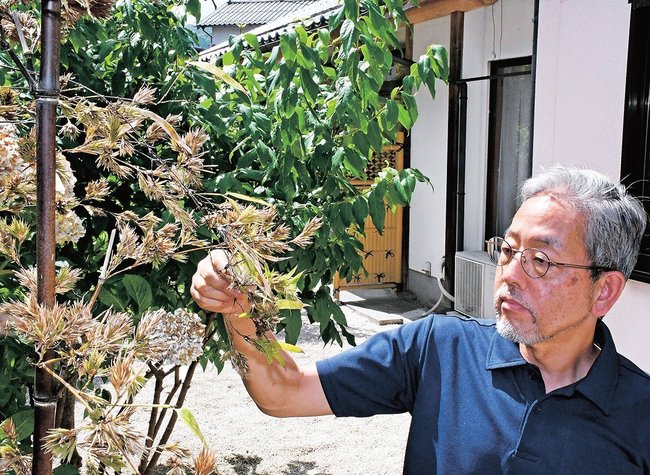 クロチクの花を確認する久村真司さん＝雲南市木次町里方