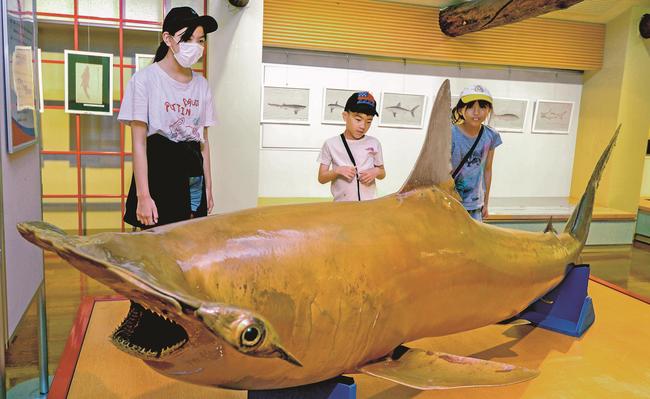 貴重なサメの?製に見入る子どもたち＝境港市花町、海とくらしの史料館