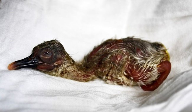 ４月１９日にふ化したひな（出雲市トキ分散飼育センター提供）