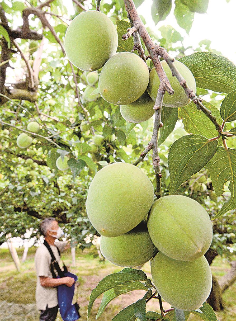 夏の栄養源 梅の実たわわ 山陰中央新報デジタル