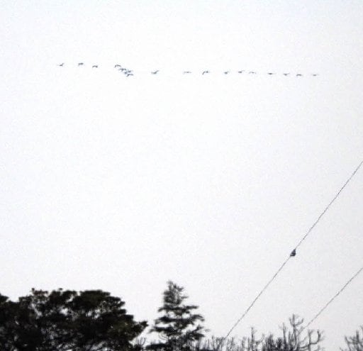 米子市上空を飛ぶコハクチョウの群れ＝米子市彦名新田の米子水鳥公園から撮影（米子水鳥公園提供）