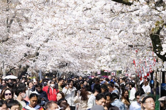 東京・上野公園で満開となった桜を楽しむ人たち=3月28日