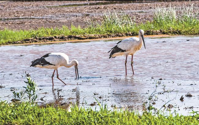 水田に飛来した２羽のコウノトリ＝松江市内