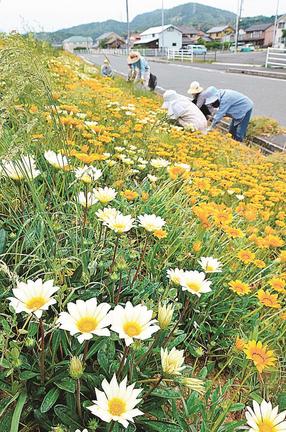 中海沿いの土手で、見頃を迎えたガザニア＝松江市本庄町