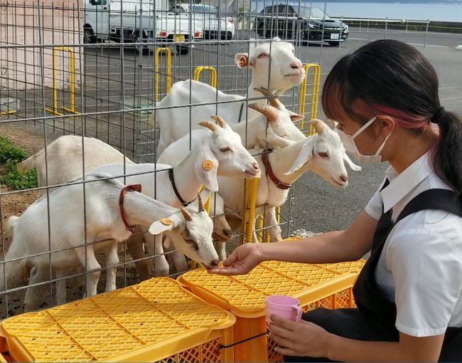 「Ｌａｇｏ ＳＥＮＴＯ宍道湖北」の店舗横で飼育しているヤギ
