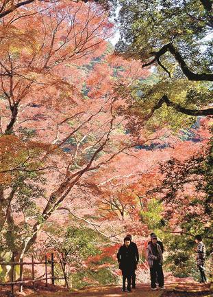 赤く色づいたモミジを散策する参拝者＝出雲市別所町、鰐淵寺