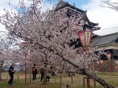 明窓 たえて桜のなかりけば 夢うつつと「休眠打破」 | 山陰中央新報