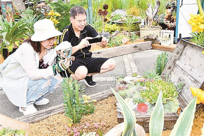 多肉植物の寄せ植えを撮影して楽しむ夫婦＝鳥取県南部町鶴田、とっとり花回廊