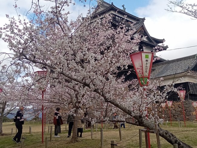 見頃を迎えた松江城山公園の桜＝３日午後