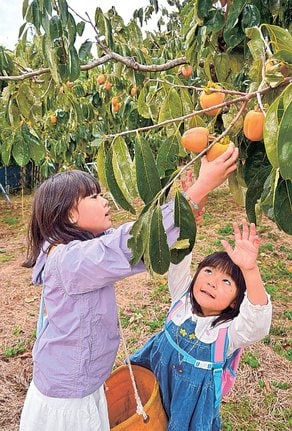 腕を伸ばして柿を摘み取る子どもたち＝浜田市三隅町東平原