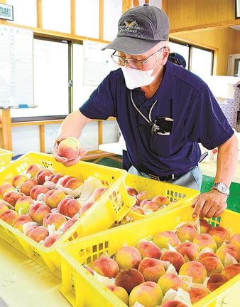出荷に向け桃の出来栄えを見る会員=浜田市旭町和田