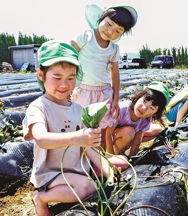 サツマイモの苗を植える園児たち＝出雲市湖陵町差海