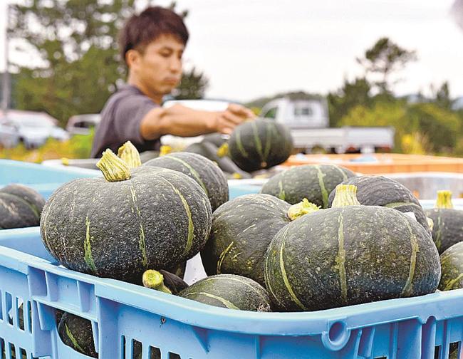 収穫された「ブラックのジョー」＝松江市東出雲町錦浜