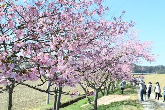 ２０２３年３月に満開となった河津桜＝雲南市大東町養賀