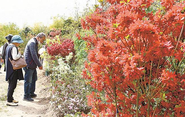 色鮮やかな樹木が植わる会場を散策する来場者＝松江市東忌部町、松江森林組合花木園