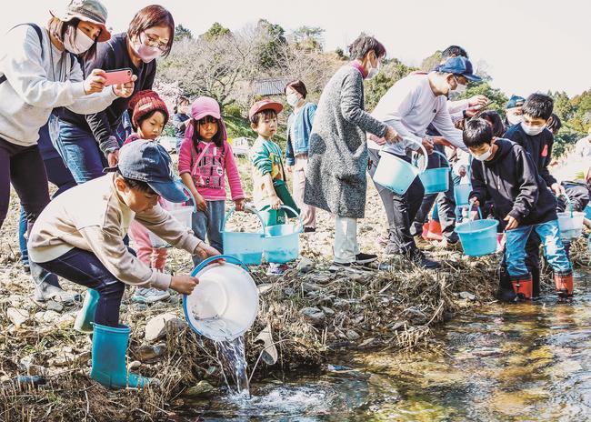 サケの稚魚を放流する参加者=江津市都治町、都治川