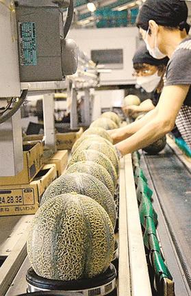 初出荷のアムスメロンを選別するスタッフ＝益田市飯田町、ＪＡしまね西いわみ地区本部飯田選果場