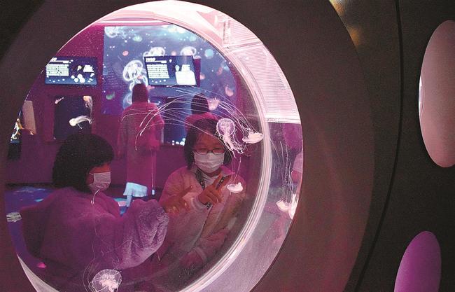 新たに導入した円盤形の水槽で泳ぐアマクサクラゲを見る子どもたち＝浜田市・江津市、しまね海洋館アクアス