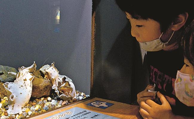 白色のアメフラシを見つめる子どもたち＝出雲市園町、宍道湖自然館ゴビウス