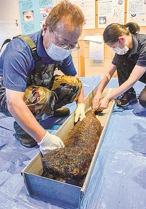 オオサンショウウオの体長を測る伊東明洋学芸員（左）＝島根県邑南町上亀谷、瑞穂ハンザケ自然館