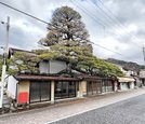 屋根を突き破っているように見える「浪花の大松」＝雲南市木次町木次