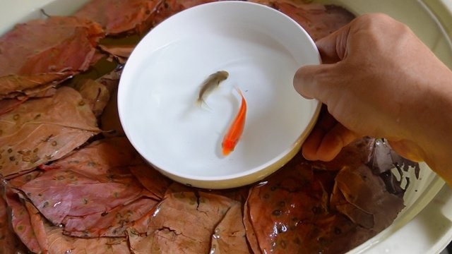 娘さんがお祭りですくってきた小さな金魚。柿の葉入り専用バケツで飼育したら…?