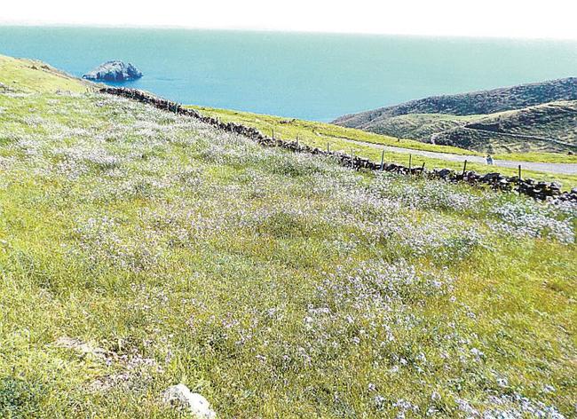 ノダイコンの花が咲く赤ハゲ山＝島根県知夫村