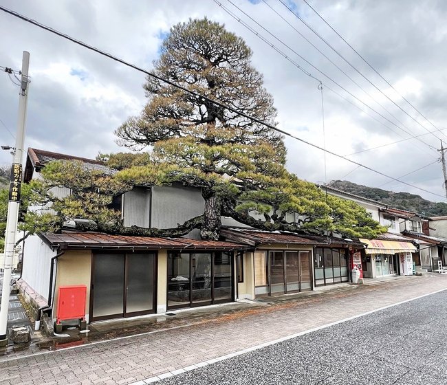 屋根を突き破っているように見える「浪花の大松」＝雲南市木次町木次