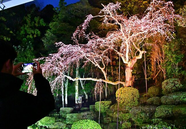 ライトアップされたしだれ桜=益田市染羽町、医光寺
