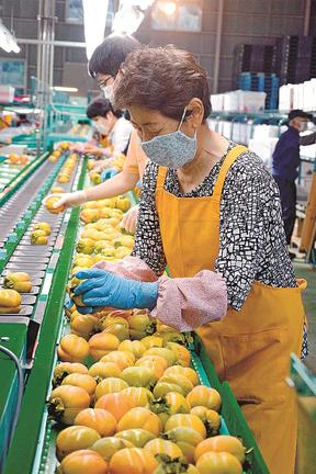 西条柿の状態を確認するパート従業員＝出雲市上岡田町、ＪＡしまね平田柿選果場