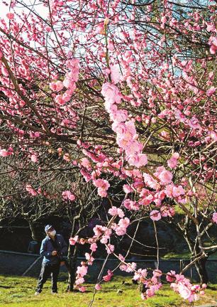 色鮮やかな梅の花に見入る来園者＝出雲市斐川町直江、斐川公園