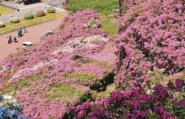 色鮮やかに咲き誇るツツジを見る来園者＝浜田市三隅町三隅、三隅公園