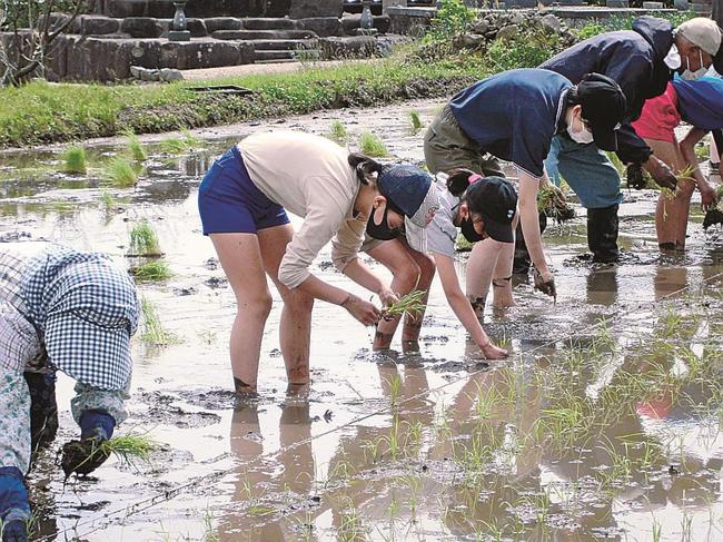 地域ボランティアと一緒にもち米の苗を植える児童たち＝鳥取県大山町佐摩