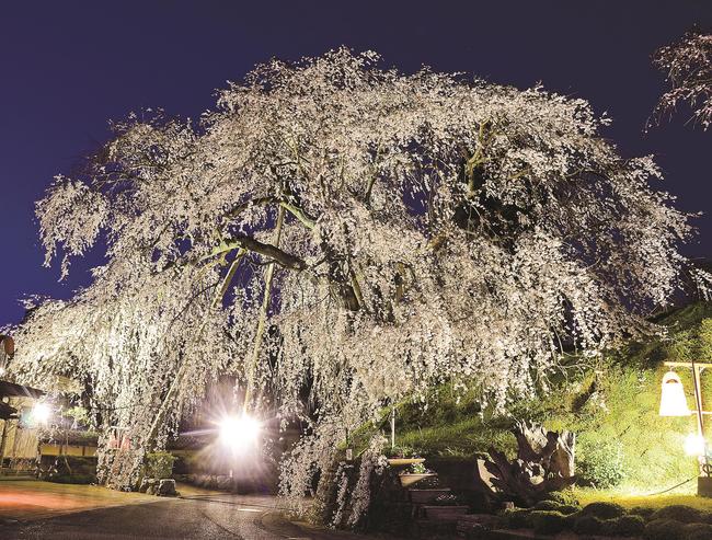 ライトアップされた「段部のしだれ桜」＝雲南市加茂町三代