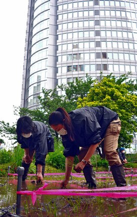 森タワーを望む田んぼで「星空舞」の苗を植える関係者＝東京都港区、六本木ヒルズ