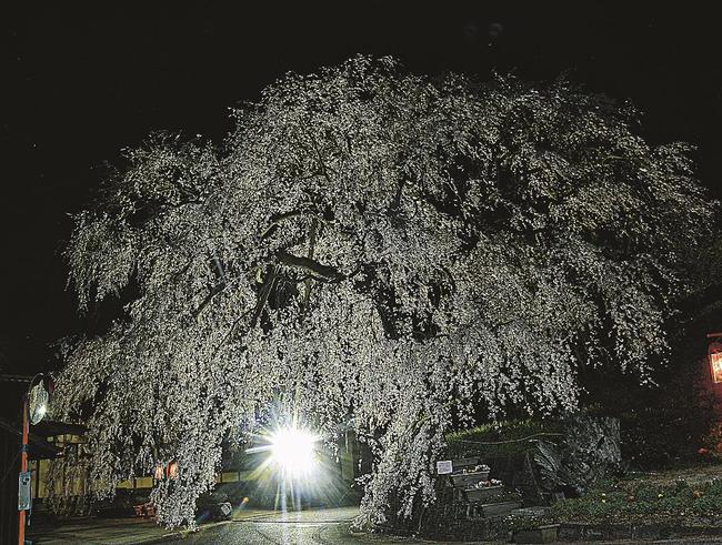 漆黒の空に浮かび上がる「段部のしだれ桜」＝雲南市加茂町三代