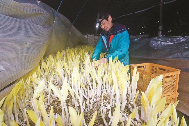 ライトで照らしながらウルイを収穫する永田寿秋さん＝島根県津和野町笹山