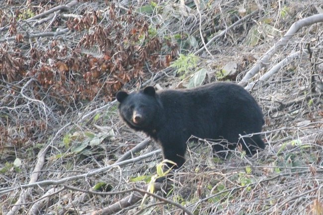 人里に出没したクマ（資料）