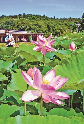 荒神谷史跡公園で咲き始めている古代ハス＝出雲市斐川町神庭