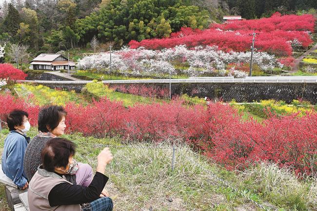 咲き誇るハナモモを楽しむ来場者＝島根県邑南町上口羽