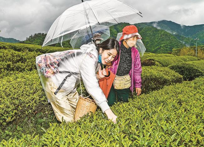 雨の茶畑で茶摘みを楽しむ参加者＝島根県吉賀町白谷