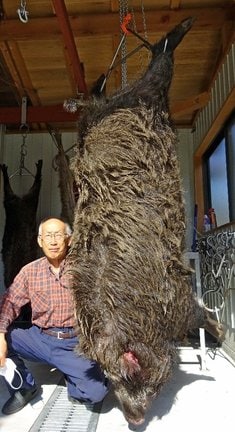 仕留められた体重２００キロ超の巨大イノシシを放血処理した宇田川保さん＝鳥取県江府町美用、奥大山地美恵