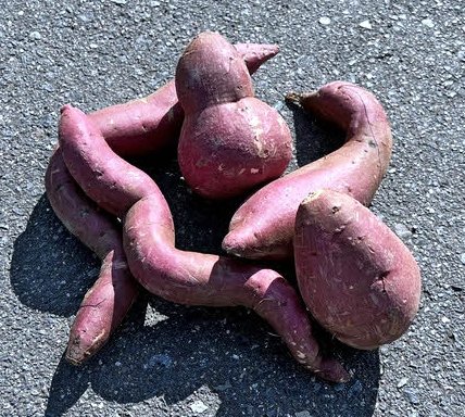大きさや形がさまざまで、市場出荷されない飯南町産のシルクスイート「森の絹」（提供）