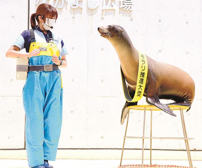 水野美華さんの指示のもと、交通安全のエールを送るアシカの「ニーナ」＝浜田市・江津市、しまね海洋館アクアス