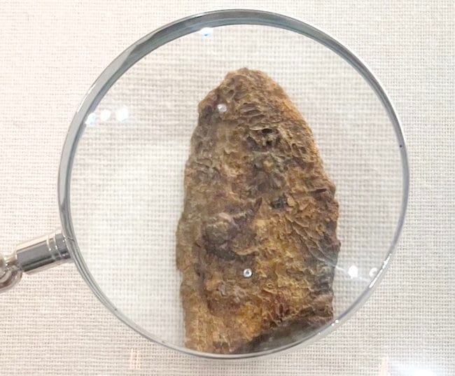 浜田市の古墳から発掘された鉄剣、上部にさなぎを複数個確認することができる