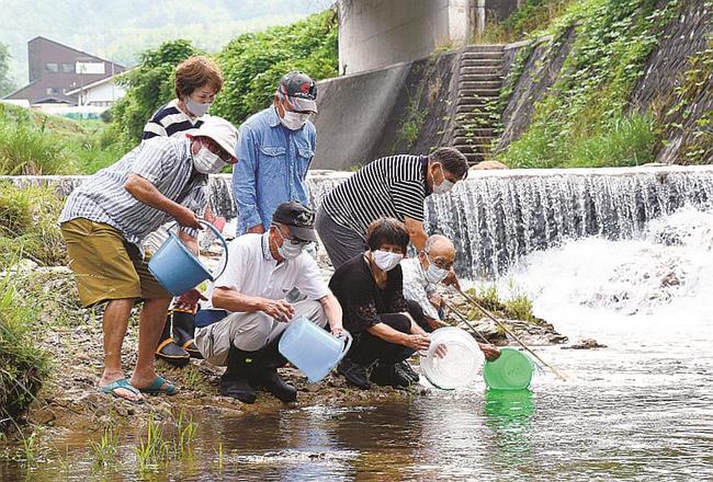 ホタルの幼虫を放流する市木地区の住民＝島根県邑南町市木、八戸川